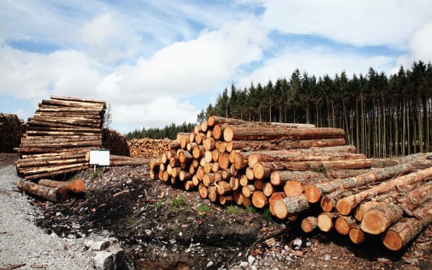 Constant boom and bust of forestry industry 'wrecking lives' | RNZ