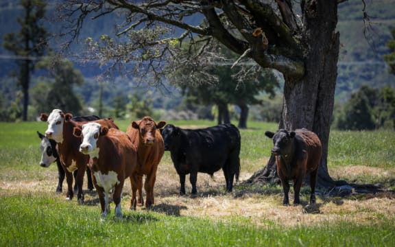 Canterbury region farms