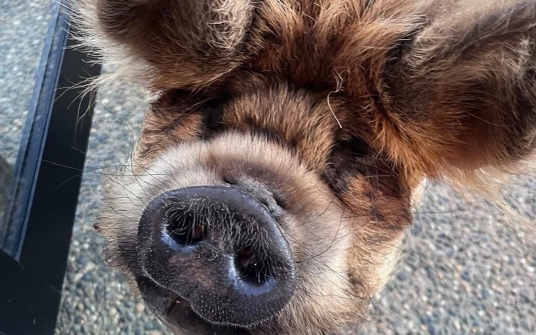 Woody the Kunekune pig before she was rehomed, loved nothing more than to wait on the doorstep at night for dinner and a rub.