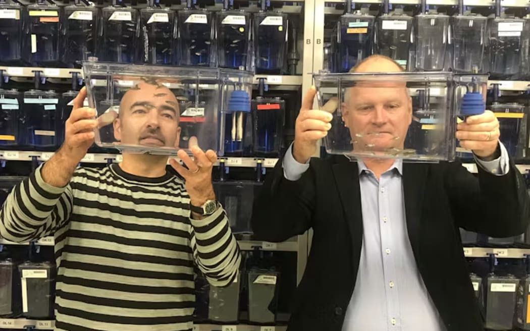 Chris Hall (left) and co-researcher Guy Warman with the zebrafish used as a model organism in their study.