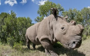 Northern White Rhinoceros.