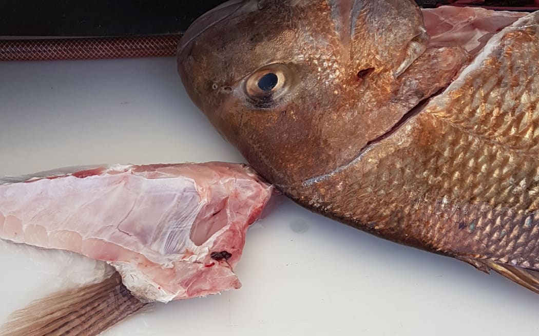 The snapper and the tag