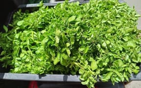 A Hastings man who has been selling bunches of watercress for more than 30 years has been told to stop by Hastings District Council until he pays registration fees.