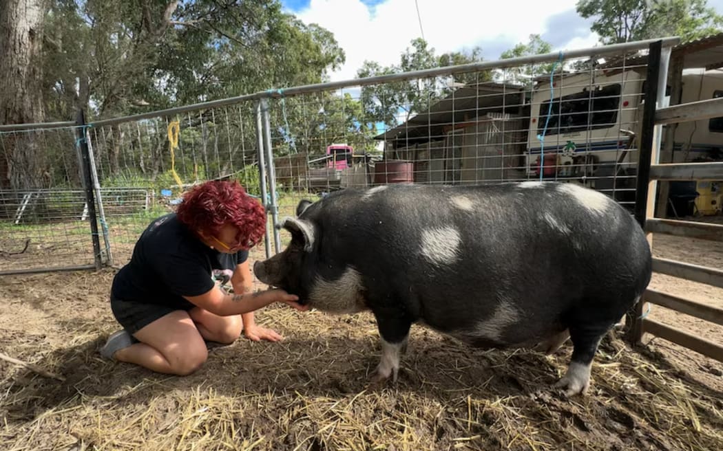 Kathy says Belly was sold as a miniature pig but is now close to 200kg. (ABC New England North West: James Paras)
