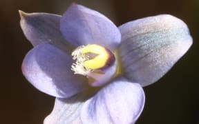 Thelymitra ‘Ahipara’ Flower Lake Ohia