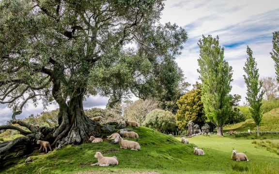 Cornwall Park is home to 300 ewes.