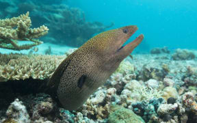 Moray Eel in Palau.