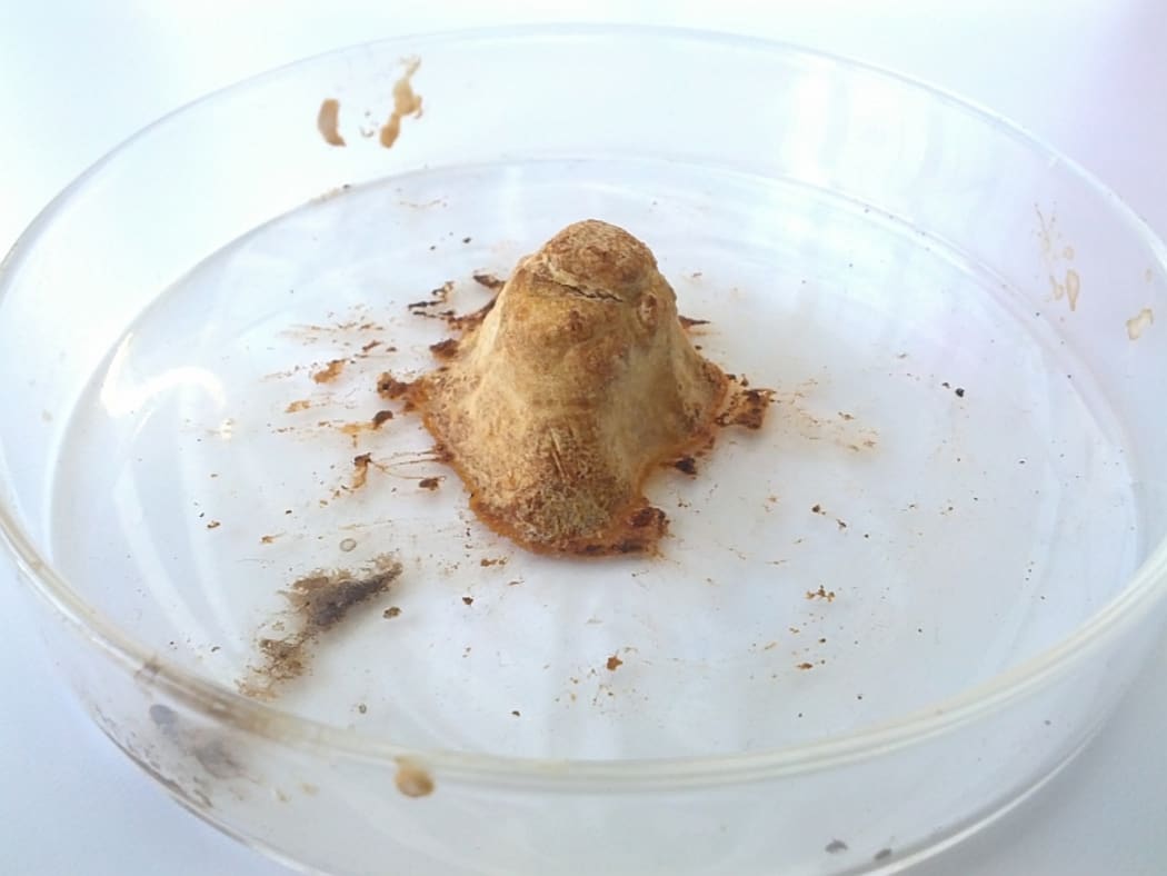 3D printing rhino horns