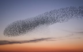 Starling murmuration, Shell Bay, Studland