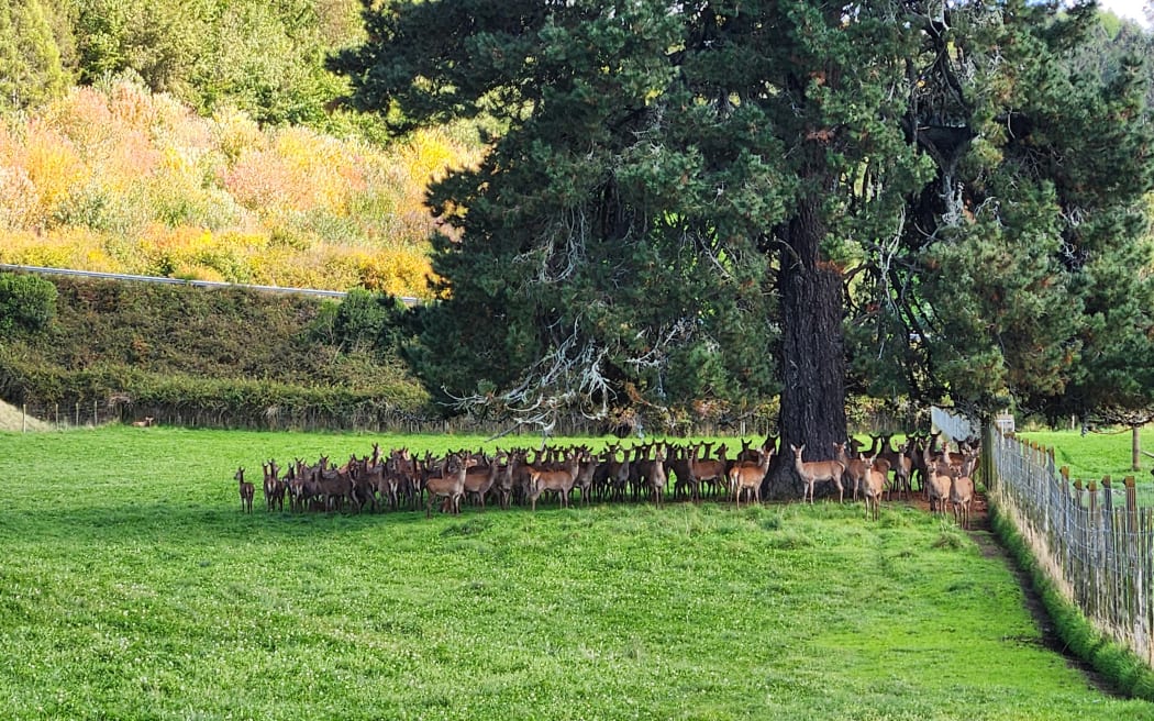Red Deer at Pāmu's Aratiatia Deer Milking Unit