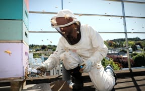 Paul Szyszka catches honey bees form the beehive on the roof of the Otago University Zoology Department