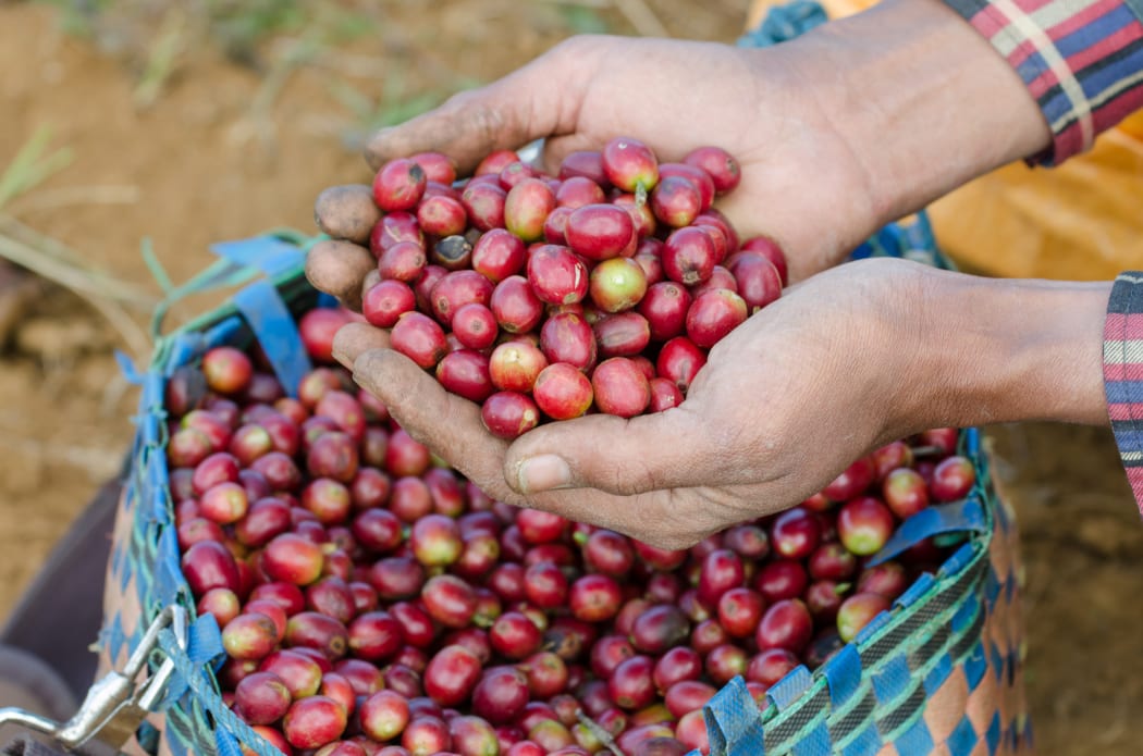 Coffee crop, arabica coffee berries