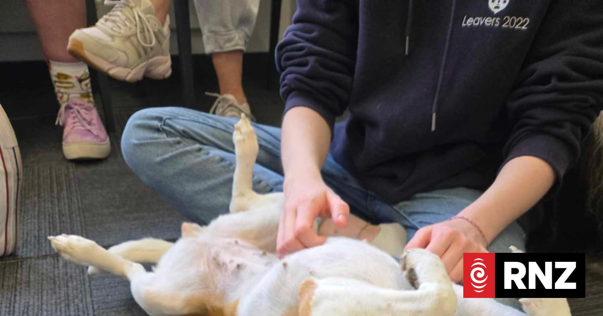 Support group which gives canine cuddles to students searching for new coordinator