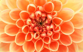 close up of flower