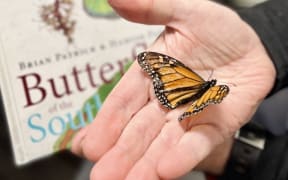 The monarch is not endemic to New Zealand but it is a native because it flew or blew here in the 1830s.