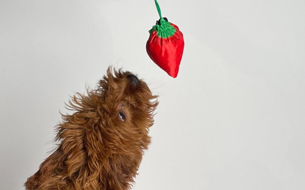 Ivy the dog looks up at a strawberry shaped shopping bag