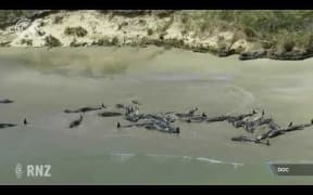 Tramper recalls ‘horrific’ experience watching whales die