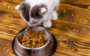 Small kitten eating his food from metal bowl on wooden floor