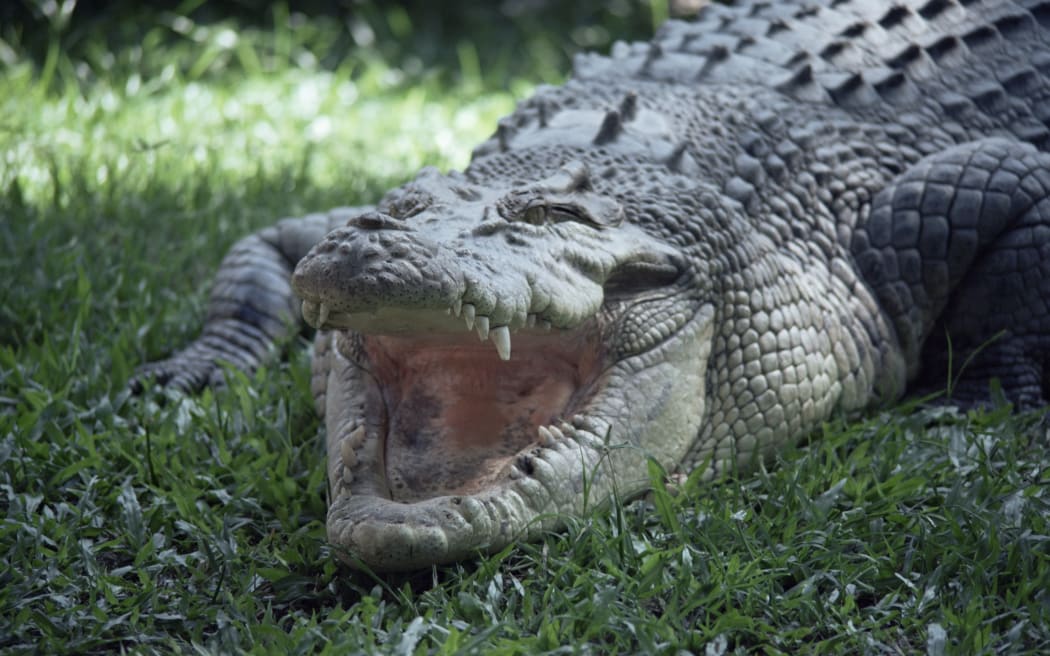 Un cocodrilo de agua salada (Crocodilus porosus), en Hartleys Creek, Queensland, Australia.