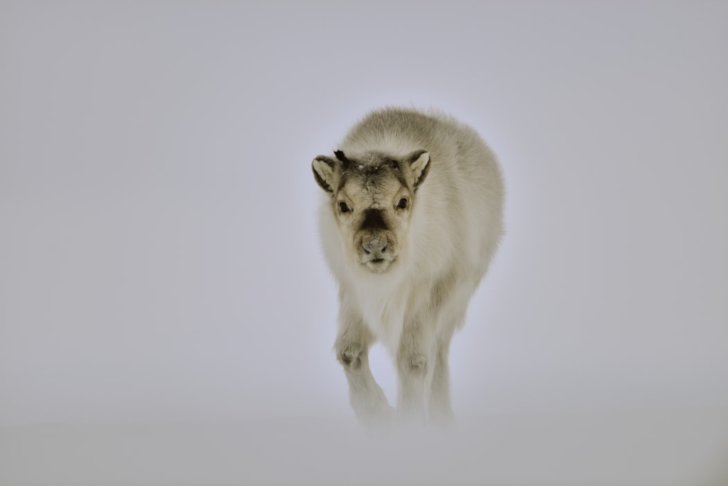 Reindeer walking in the blizzard - Agardbukta Spitzberg. 
on the heights of the Agardbukta 
Biosphoto / Pierre Vernay