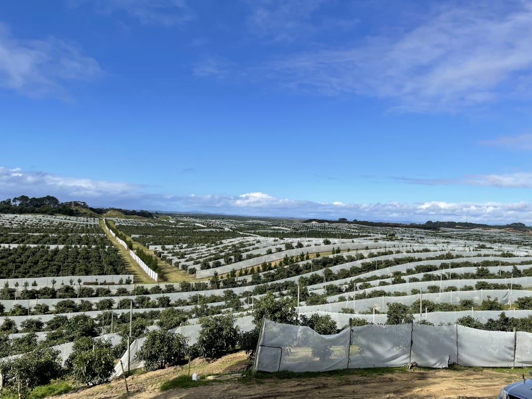 An avocado orchard in the Far North.
