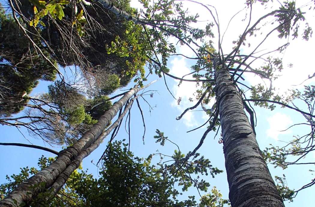 Dying kauri trees