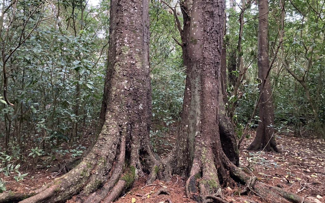 Kahikatea or white pine trees