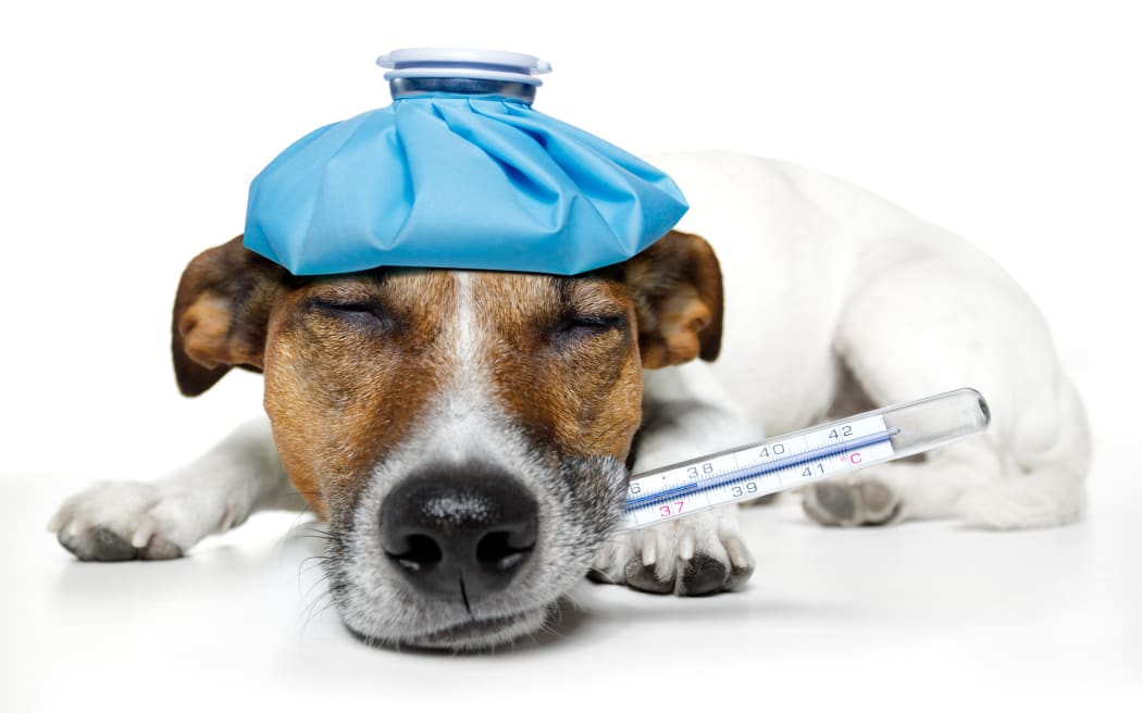 dog feeling sick