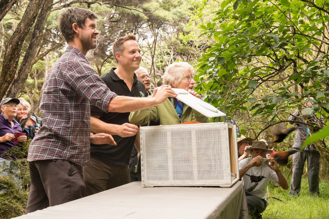 Project Island Song manager Richard Robbins, centre, helps supporters release saddlebacks onto a pest-free island, in 2015.