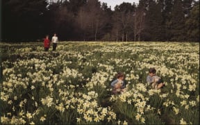 Boys with Lambs in Carterton in the 1960's
