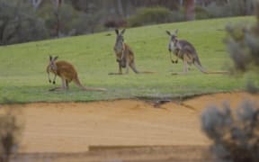 Kangaroos on the golf course!