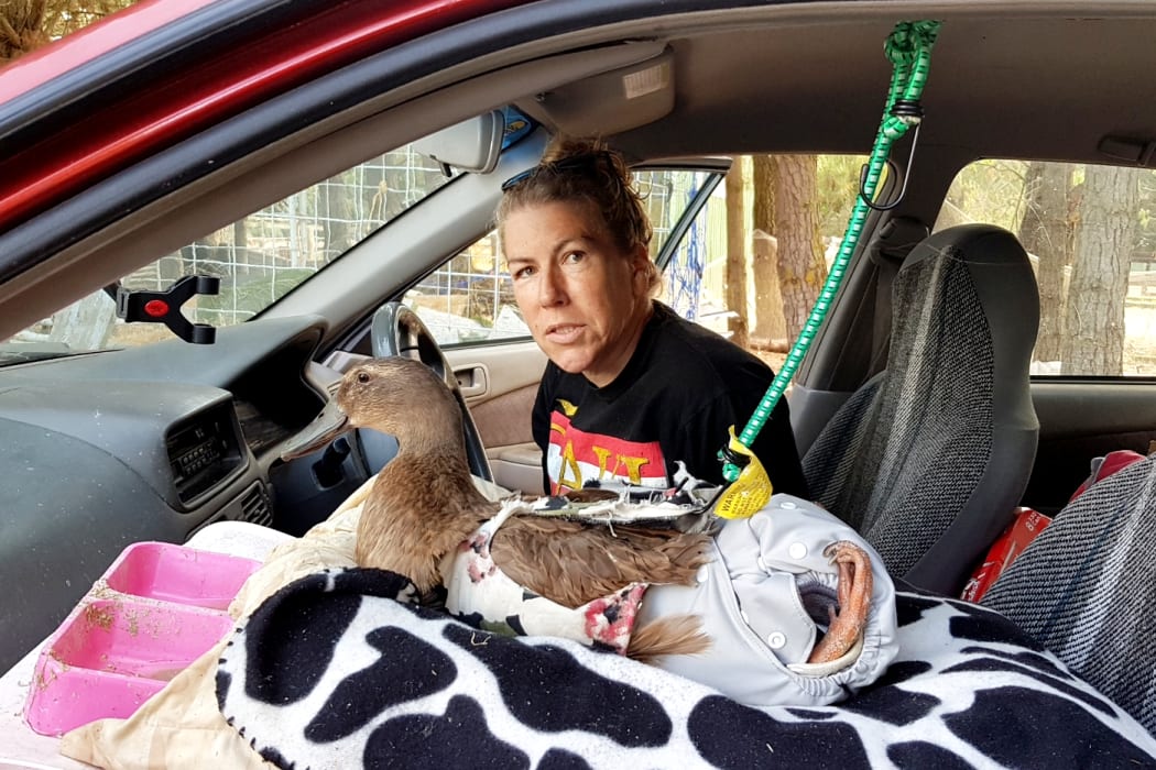 Mills the duck has a custom made seat and safety belt in Kim's car.