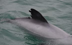 A tattered Hector's dolphin fin