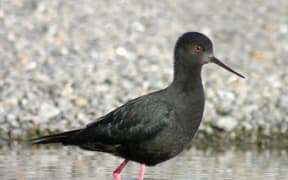 Black stilt