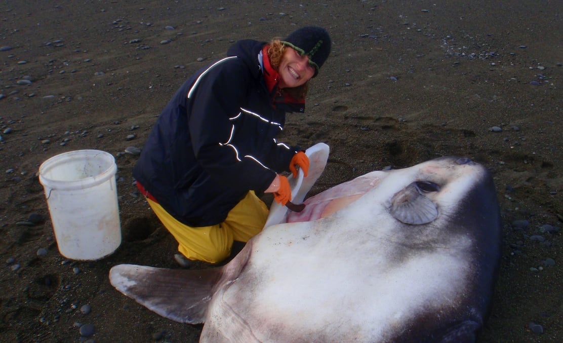 Marianne Nyegaard is kneeling next to a large dead sunfish on a dark-sand beach. She is smiling and holding a machete which she has used to make an incision in the sunfish's belly.