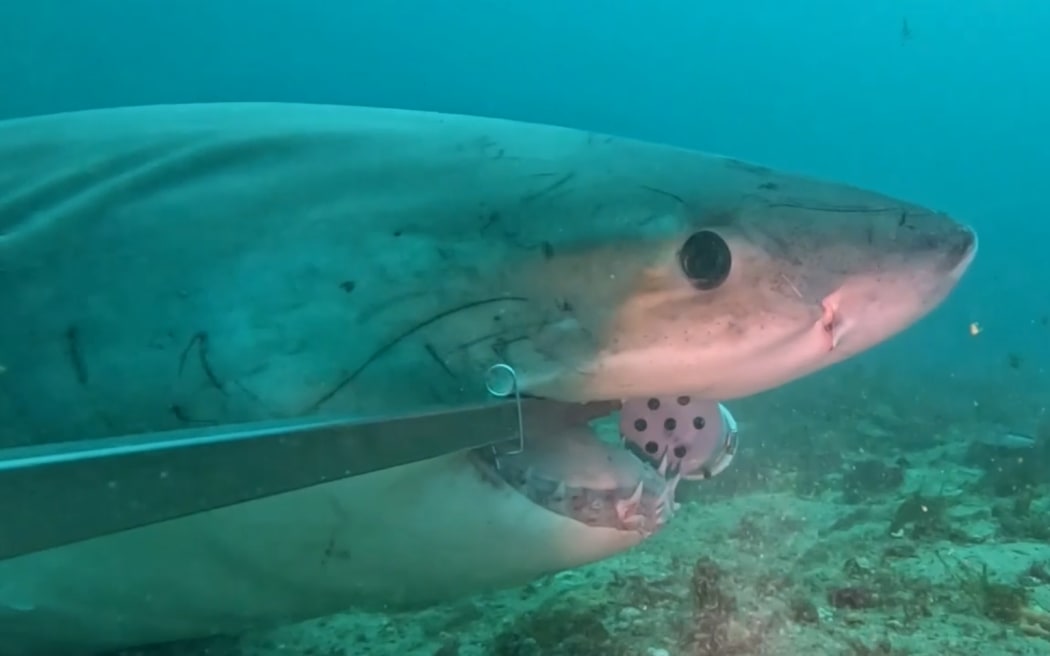 A great white shark was filmed eyeballing a camera set to record fish species in Fiordland.