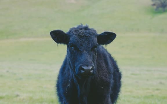 A black heifer.