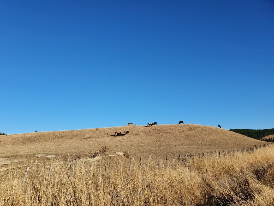 A parched paddock in southern Hawkes Bay