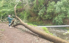 A mature eucalyptus tree fell just metres from an exposed sewer pipe crossing the Huatoki River in New Plymouth.