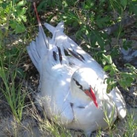 Photo for Red-tailed tropic bird