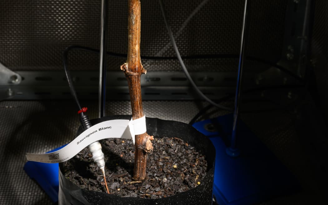 Mealybug electropenetrography on grape leaves