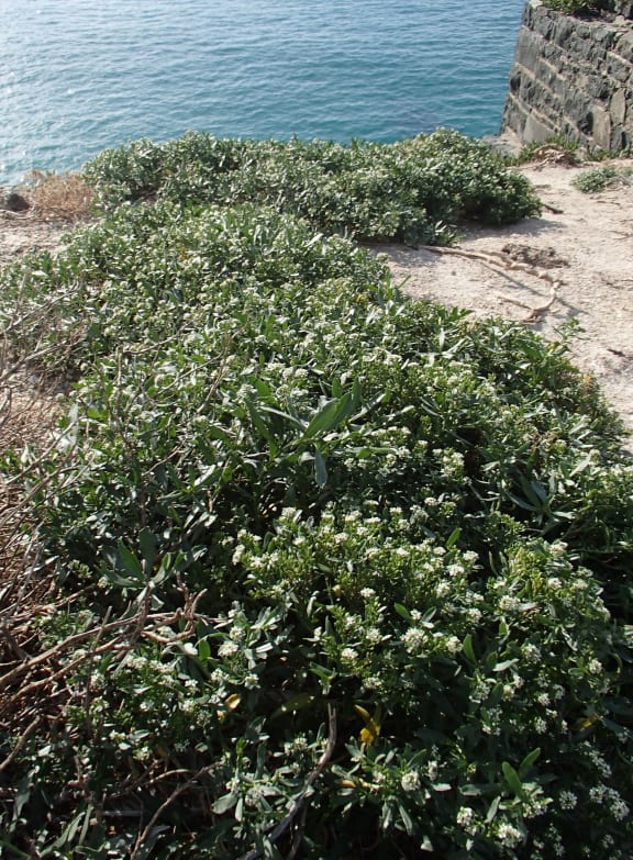 Lepidium plants with sea in the background