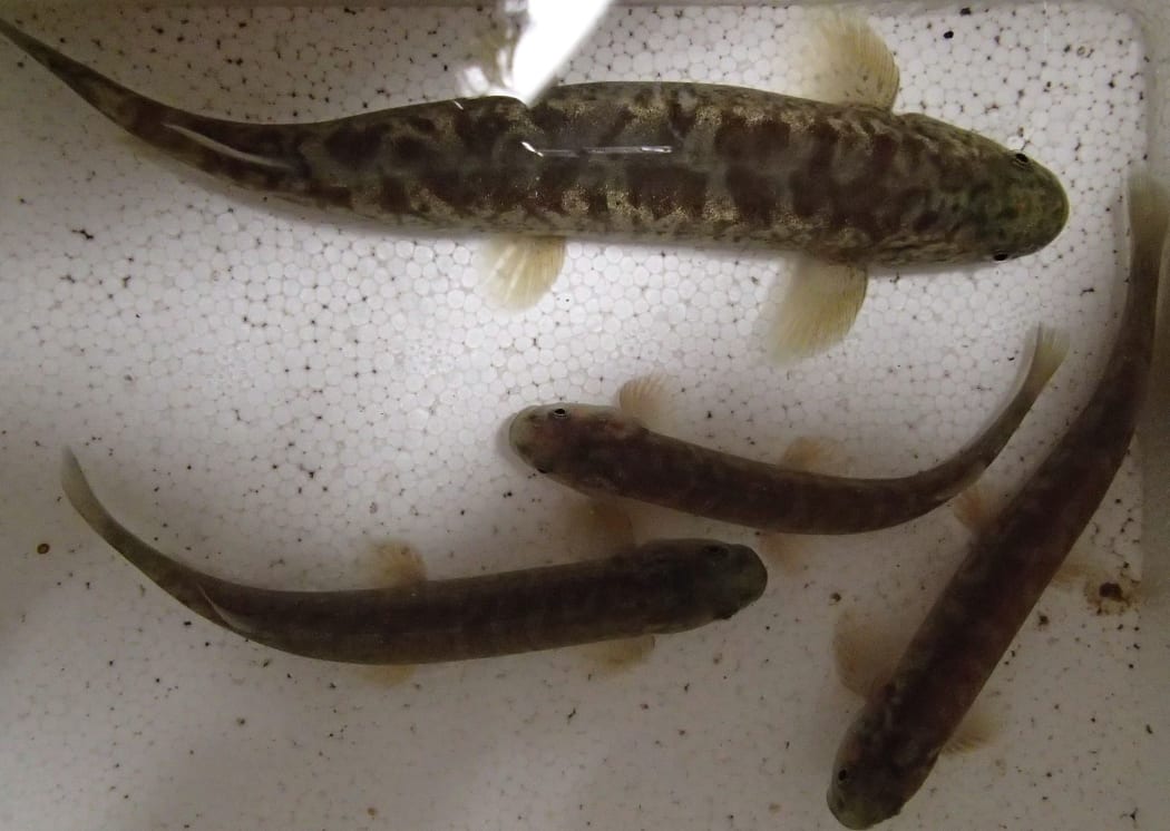 Native fish in a tank