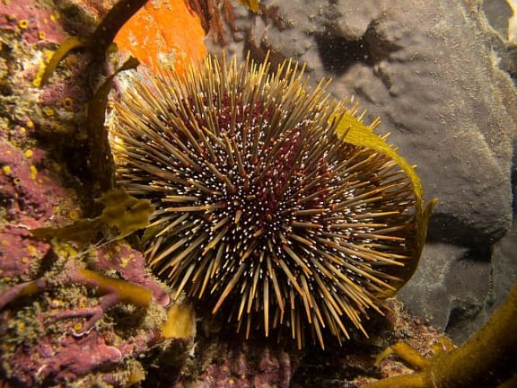 Sea urchins, or kina, eat mainly kelp, but have also been observed eating sea squirts and even an old rag.