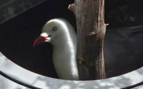 Bird rescue in Dunedin