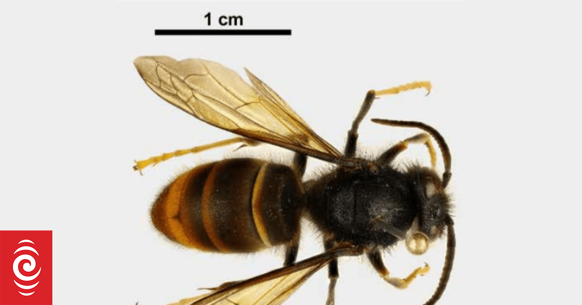 Two more yellow-legged hornet queens found in Aukland's Glenfield brings total to nine