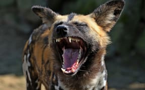 hyena