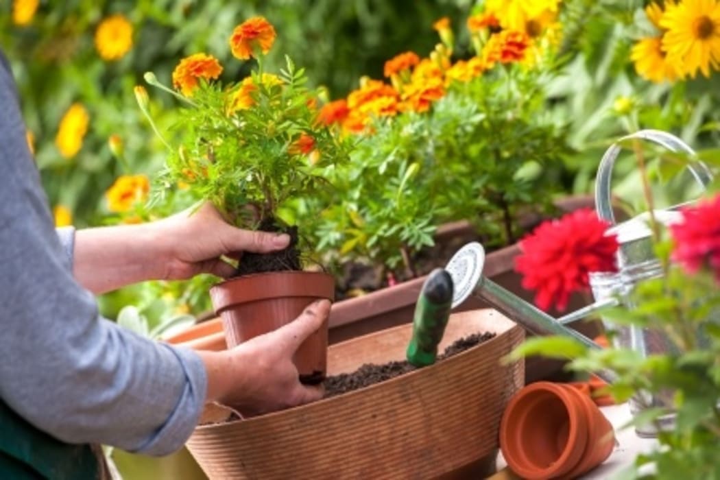 Gardening