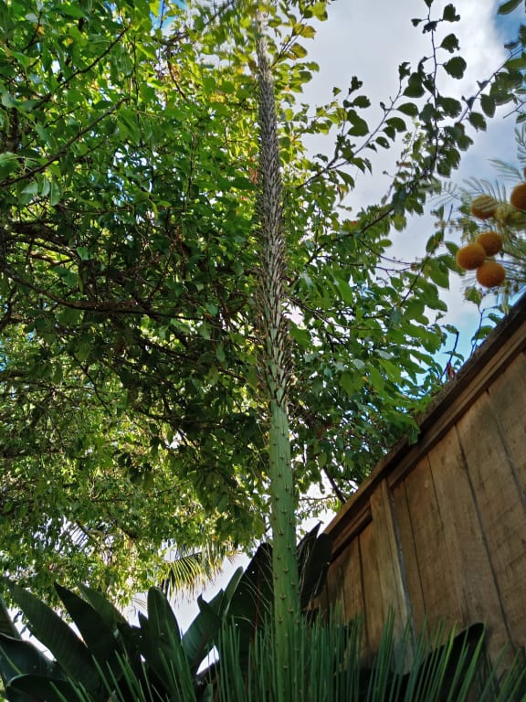 North Shore Auckland - tall flower - giant hedgehog agave plant, could enter Guinness World Records