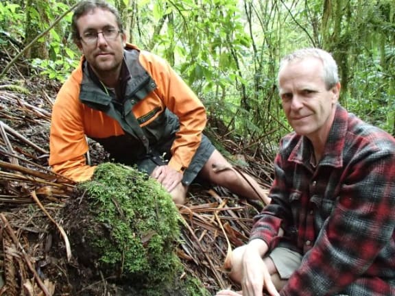 DoC ranger Thomas Emmett and botanist Avi Hozapfel next to a large, basketball-sized Dactylanthus tuber that is half out of the ground and covered in moss.